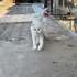 Sevgi dolu mutluluk veren beyaz kedi fotoğraf