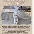 Sevgi dolu mutluluk veren beyaz kedi fotoğraf