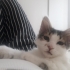 Sevgi Dolu Tekir Bebek fotoğraf