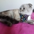 DAHA YENİ KISIRLAŞTIRILDI..!! SCOTTISH FOLD..!! fotoğraf
