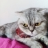 DAHA YENİ KISIRLAŞTIRILDI..!! SCOTTISH FOLD..!! fotoğraf