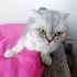 DAHA YENİ KISIRLAŞTIRILDI..!! SCOTTISH FOLD..!! fotoğraf