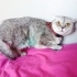 DAHA YENİ KISIRLAŞTIRILDI..!! SCOTTISH FOLD..!! fotoğraf