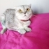 DAHA YENİ KISIRLAŞTIRILDI..!! SCOTTISH FOLD..!! fotoğraf