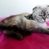 DAHA YENİ KISIRLAŞTIRILDI..!! SCOTTISH FOLD..!! fotoğraf