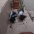 ANNESİZ KEDİLER ACİL YUVA fotoğraf