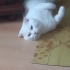 British shorthair 1 yaş ücretsiz sahiplendirme fotoğraf