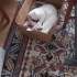 British shorthair 1 yaş ücretsiz sahiplendirme fotoğraf