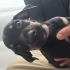 Minyatür pinscher fotoğraf
