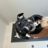 Minyatür pinscher fotoğraf