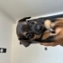 Minyatür pinscher fotoğraf