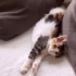 Calico, Norveç orman kedisi fotoğraf