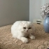 ACİL YUVA ARANIYOR fotoğraf