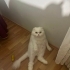 ACİL YUVA ARANIYOR fotoğraf