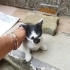 Evden büyüdüler çok tatlılar fotoğraf