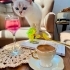 🐾 Tatlı ve Uysal 10 Aylık British Shorthair Dişi Yuva Arıyor 🤍 fotoğraf
