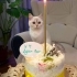 🐾 Tatlı ve Uysal 10 Aylık British Shorthair Dişi Yuva Arıyor 🤍 fotoğraf