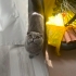 Kül kedisi prenses fotoğraf
