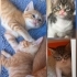 1 AYLIK 3 ERKEK 2 KIZ YAVRU KEDİ ÖMÜRLÜK YUVALARINI ARIYORLAR ACIBADEM fotoğraf