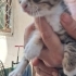 1 AYLIK 3 ERKEK 2 KIZ YAVRU KEDİ ÖMÜRLÜK YUVALARINI ARIYORLAR ACIBADEM fotoğraf