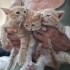 1 AYLIK 3 ERKEK 2 KIZ YAVRU KEDİ ÖMÜRLÜK YUVALARINI ARIYORLAR ACIBADEM fotoğraf