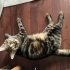 Kısır, Uysal ve Evcil Dişi Kedi Sahiplendirilecektir fotoğraf