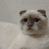 Dünyalar Tatlısı British Shorthair Prenses Misha! fotoğraf
