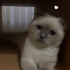Dünyalar Tatlısı British Shorthair Prenses Misha! fotoğraf