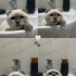 Dünyalar Tatlısı British Shorthair Prenses Misha! fotoğraf