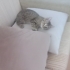Evden atılmış sokakta sürekli ağlıyor fotoğraf