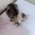 Evden atılmış sokakta sürekli ağlıyor fotoğraf