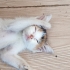 Kocaeli Darıca'dan Prenses Tomris, Kraliçesi Olacağı Sarayını Arıyor! fotoğraf