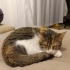 Kör kedi Pembe için yuva arıyorum fotoğraf