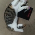 Kör kedi Pembe için yuva arıyorum fotoğraf