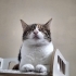 Kör kedi Pembe için yuva arıyorum fotoğraf