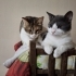 Kör kedi Pembe için yuva arıyorum fotoğraf