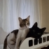 Kör kedi Pembe için yuva arıyorum fotoğraf