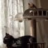 Kör kedi Pembe için yuva arıyorum fotoğraf