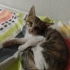Kör kedi Pembe için yuva arıyorum fotoğraf