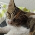 Kör kedi Pembe için yuva arıyorum fotoğraf