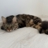 🏡 Lucky’ye Sıcak ve Güvenli Bir Yuva Arıyoruz fotoğraf