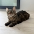 🏡 Lucky’ye Sıcak ve Güvenli Bir Yuva Arıyoruz fotoğraf