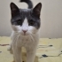 Kör kedi Duman için yuva arıyorum fotoğraf