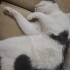Kör kedi Duman için yuva arıyorum fotoğraf