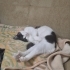 Kör kedi Duman için yuva arıyorum fotoğraf