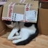Kör kedi Duman için yuva arıyorum fotoğraf