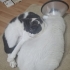 Kör kedi Duman için yuva arıyorum fotoğraf