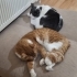 Kör kedi Duman için yuva arıyorum fotoğraf