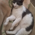 Kör kedi Duman için yuva arıyorum fotoğraf