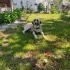 LÜTFEN MAYKO’YA BİR ŞANS VERİN 🐾 fotoğraf
